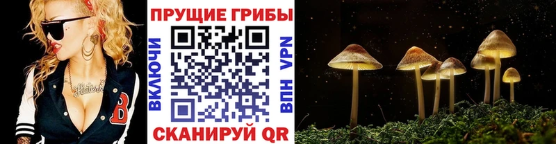 мориарти клад  Бобров  Псилоцибиновые грибы GOLDEN TEACHER 